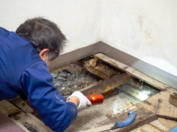 Best Basement Mold Remediation in Spring Ridge, MD