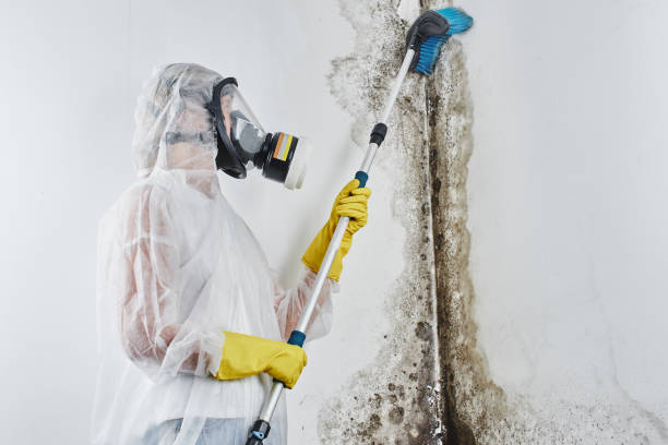 Best Industrial Mold Remediation in Spring Ridge, MD