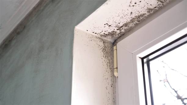 Best Bathroom Mold Remediation in Spring Ridge, MD