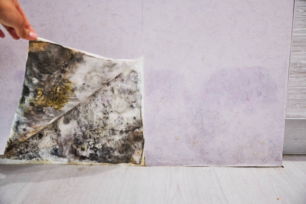 Best Mold Testing and Inspection Services in Spring Ridge, MD
